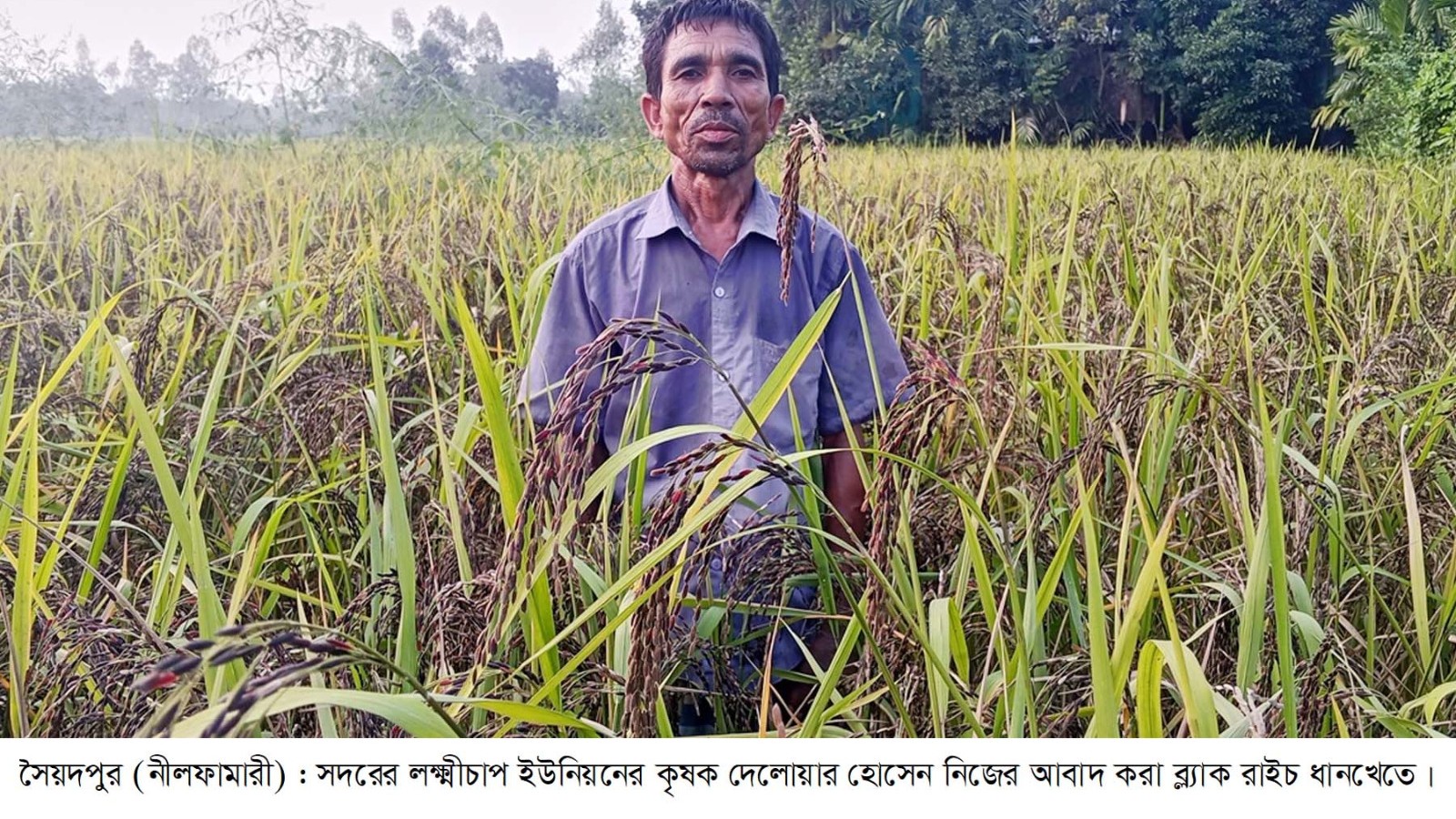 নীলফামারীতে কালো ধান চাষে লাভের স্বপ্ন দেখছেন কৃষক দেলোয়ার